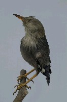 絲光椋鳥藏品圖，第6張